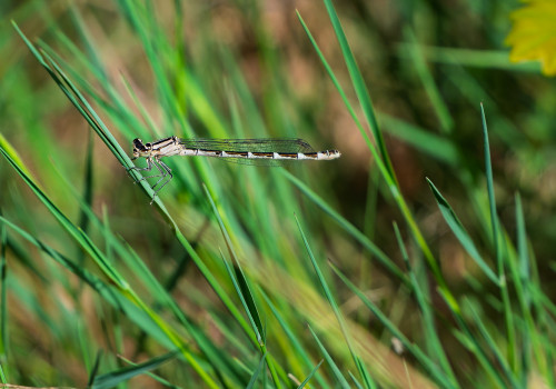 enallagma cyathigerum l agrion porte coupe femelle enallagma cyathigerum l agrion porte coupe femelle