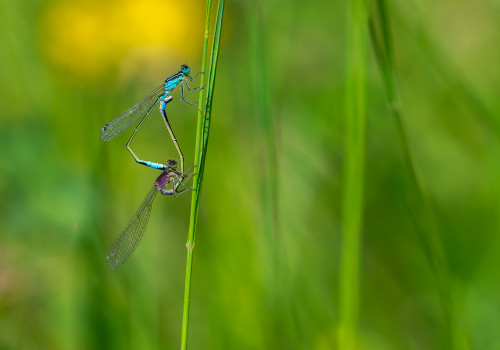ischnura elegans l agrion elegant coeur copulatoire ischnura elegans l agrion elegant coeur copulatoire