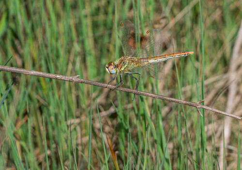 sympetrum fonscolombii le sympetrum a nervures rouges femelle sympetrum fonscolombii le sympetrum a nervures rouges femelle