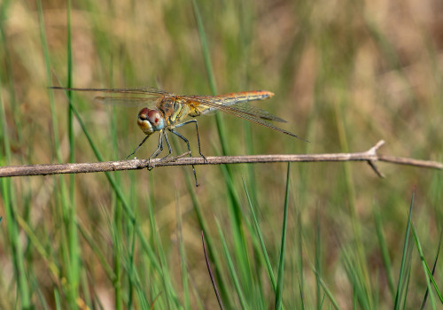 sympetrum fonscolombii le sympetrum a nervures rouges femelle sympetrum fonscolombii le sympetrum a nervures rouges femelle