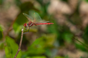 sympetrum fonscolombii le sympetrum a nervures rouges male sympetrum fonscolombii le sympetrum a nervures rouges male