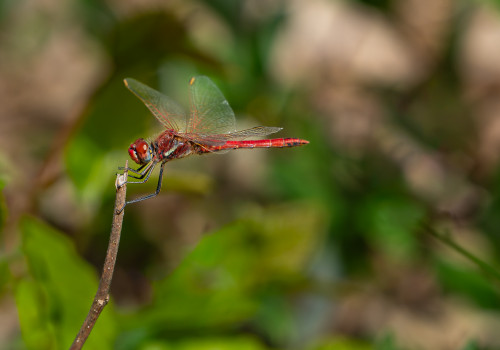 sympetrum fonscolombii le sympetrum a nervures rouges male sympetrum fonscolombii le sympetrum a nervures rouges male