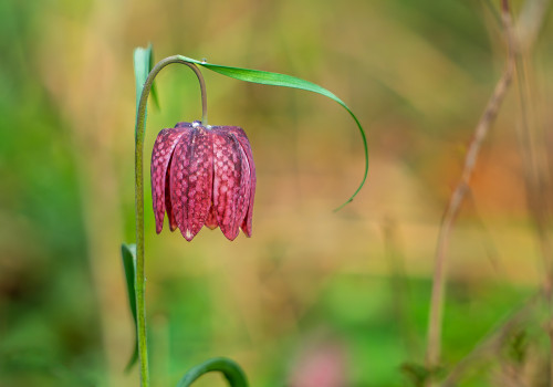 fritillaria meleagris fritillaire oeuf de pintade fritillaria meleagris fritillaire oeuf de pintade