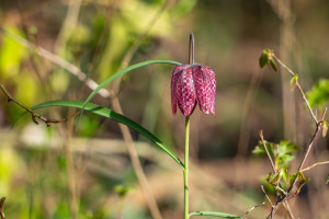fritillaria meleagris fritillaire oeuf de pintade fritillaria meleagris fritillaire oeuf de pintade