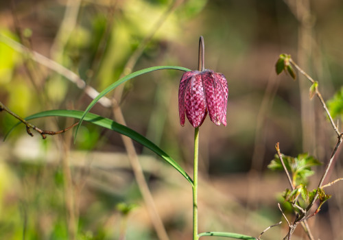fritillaria meleagris fritillaire oeuf de pintade fritillaria meleagris fritillaire oeuf de pintade