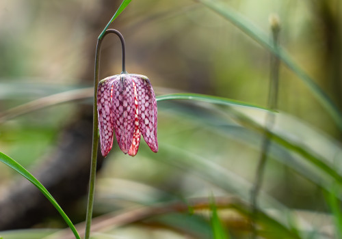 fritillaria meleagris fritillaire oeuf de pintade fritillaria meleagris fritillaire oeuf de pintade
