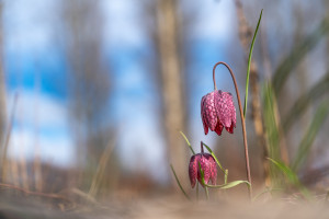 fritillaria meleagris fritillaire oeuf de pintade fritillaria meleagris fritillaire oeuf de pintade