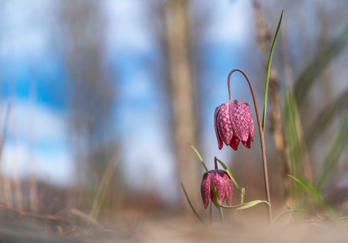 fritillaria meleagris fritillaire oeuf de pintade fritillaria meleagris fritillaire oeuf de pintade