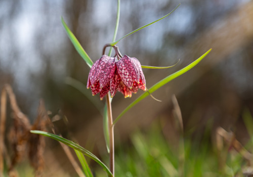 fritillaria meleagris fritillaire oeuf de pintade fritillaria meleagris fritillaire oeuf de pintade