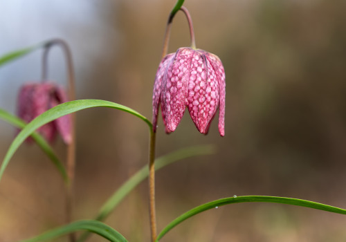 fritillaria meleagris fritillaire oeuf de pintade fritillaria meleagris fritillaire oeuf de pintade