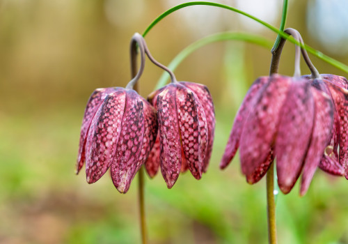 fritillaria meleagris fritillaire oeuf de pintade fritillaria meleagris fritillaire oeuf de pintade