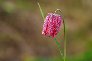 fritillaria meleagris fritillaire oeuf de pintade fritillaria meleagris fritillaire oeuf de pintade