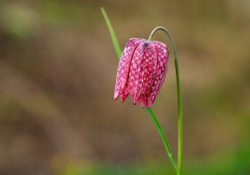 fritillaria meleagris fritillaire oeuf de pintade fritillaria meleagris fritillaire oeuf de pintade