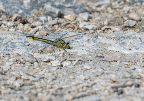 gomphus pulchellus gomphe gentil male gomphus pulchellus gomphe gentil male