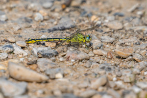 gomphus pulchellus gomphe gentil male gomphus pulchellus gomphe gentil male