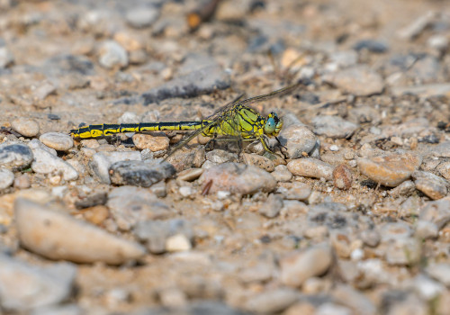 gomphus pulchellus gomphe gentil male gomphus pulchellus gomphe gentil male