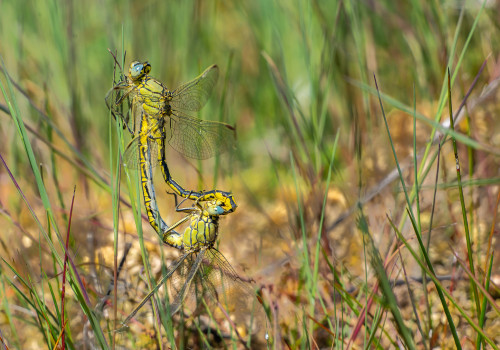 gomphus pulchellus gomphe gentil coeur copulatoire gomphus pulchellus gomphe gentil coeur copulatoire
