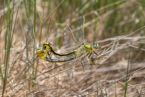 gomphus pulchellus gomphe gentil coeur copulatoire gomphus pulchellus gomphe gentil coeur copulatoire
