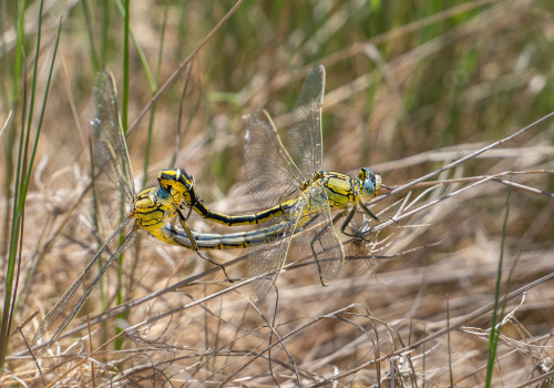 gomphus pulchellus gomphe gentil coeur copulatoire gomphus pulchellus gomphe gentil coeur copulatoire