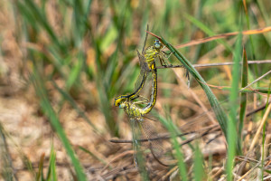 gomphus pulchellus gomphe gentil coeur copulatoire gomphus pulchellus gomphe gentil coeur copulatoire