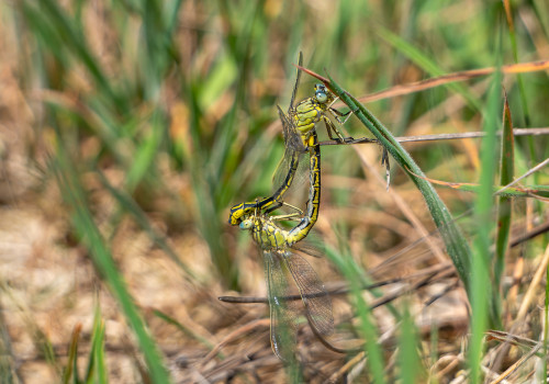 gomphus pulchellus gomphe gentil coeur copulatoire gomphus pulchellus gomphe gentil coeur copulatoire