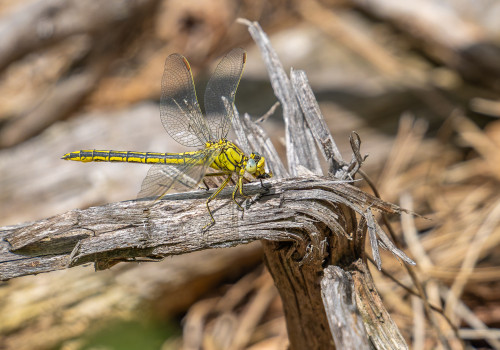 gomphus pulchellus gomphe gentil femelle gomphus pulchellus gomphe gentil femelle