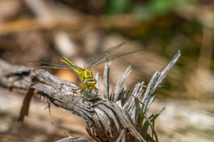 gomphus pulchellus gomphe gentil femelle gomphus pulchellus gomphe gentil femelle