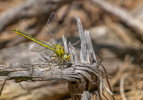 gomphus pulchellus gomphe gentil femelle gomphus pulchellus gomphe gentil femelle