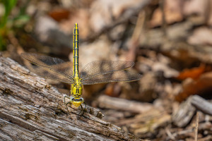 gomphus pulchellus gomphe gentil femelle gomphus pulchellus gomphe gentil femelle