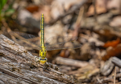 gomphus pulchellus gomphe gentil femelle gomphus pulchellus gomphe gentil femelle