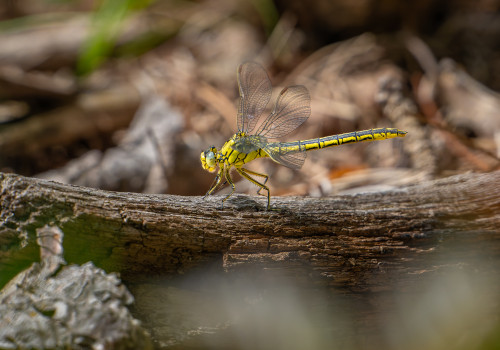 gomphus pulchellus gomphe gentil femelle gomphus pulchellus gomphe gentil femelle