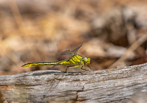 gomphus pulchellus gomphe gentil femelle gomphus pulchellus gomphe gentil femelle
