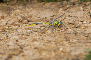 gomphus pulchellus gomphe gentil male 10 gomphus pulchellus gomphe gentil male 10