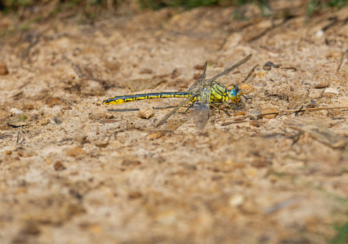 gomphus pulchellus gomphe gentil male 10 gomphus pulchellus gomphe gentil male 10