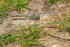 gomphus pulchellus gomphe gentil male 10 gomphus pulchellus gomphe gentil male 10