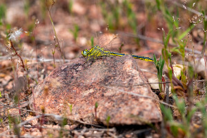 gomphus pulchellus gomphe gentil male gomphus pulchellus gomphe gentil male