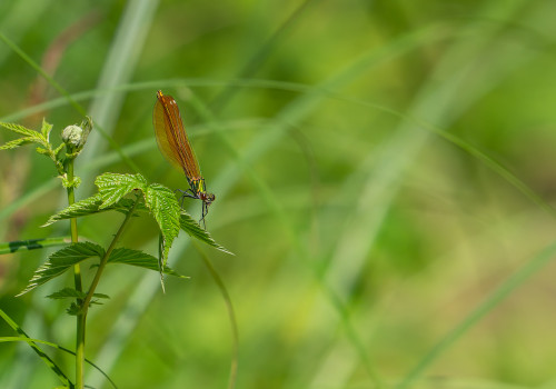 calopteryx virgo le calopteryx vierge femelle calopteryx virgo le calopteryx vierge femelle