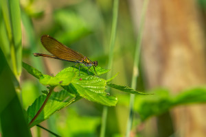 calopteryx virgo le calopteryx vierge femelle calopteryx virgo le calopteryx vierge femelle