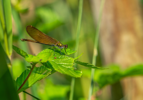 calopteryx virgo le calopteryx vierge femelle calopteryx virgo le calopteryx vierge femelle