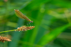 calopteryx virgo le calopteryx vierge femelle calopteryx virgo le calopteryx vierge femelle