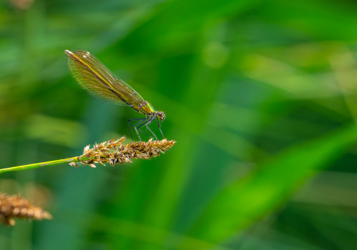 calopteryx virgo le calopteryx vierge femelle calopteryx virgo le calopteryx vierge femelle