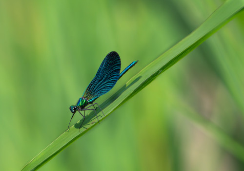calopteryx virgo le calopteryx vierge male calopteryx virgo le calopteryx vierge male
