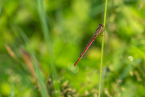 ceriagrion tenellum agrion delicat femelle ceriagrion tenellum agrion delicat femelle