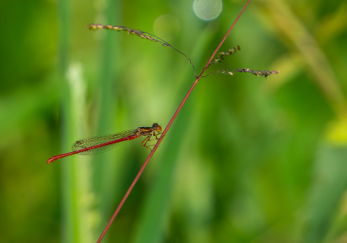 ceriagrion tenellum agrion delicat male ceriagrion tenellum agrion delicat male