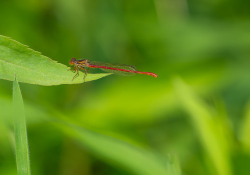 ceriagrion tenellum agrion delicat male ceriagrion tenellum agrion delicat male