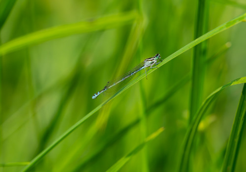 coenagrion puella agrion jouvencelle femelle coenagrion puella agrion jouvencelle femelle