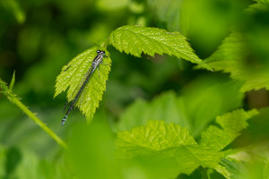 coenagrion puella agrion jouvencelle femelle coenagrion puella agrion jouvencelle femelle