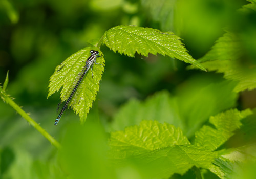 coenagrion puella agrion jouvencelle femelle coenagrion puella agrion jouvencelle femelle