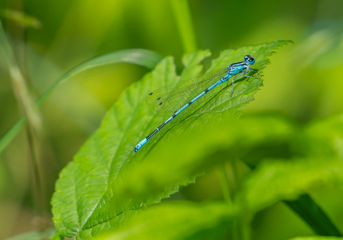 coenagrion puella agrion jouvencelle male coenagrion puella agrion jouvencelle male