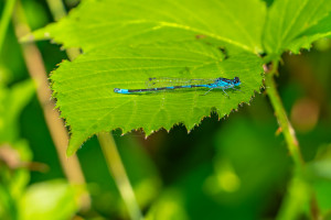 coenagrion pulchellum agrion gracieux coenagrion pulchellum agrion gracieux
